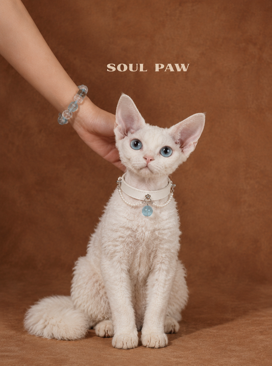 Aquamarine Pet Collar & Matching Bracelet – Azure Promise