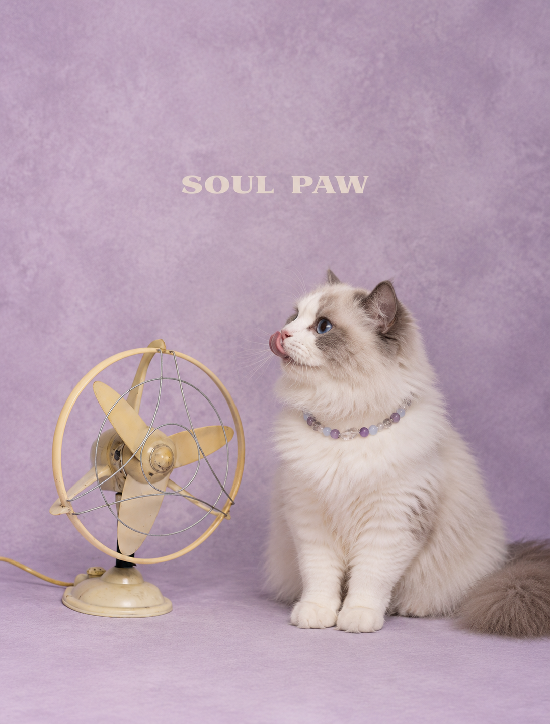 Amethyst & Aquamarine Pet Collar & Matching Bracelet – Quiet Resonance