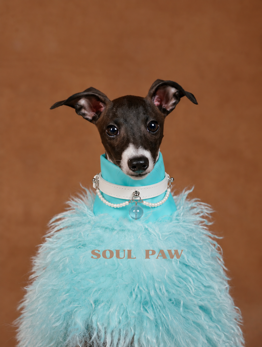 Aquamarine Pet Collar & Matching Bracelet – Azure Promise
