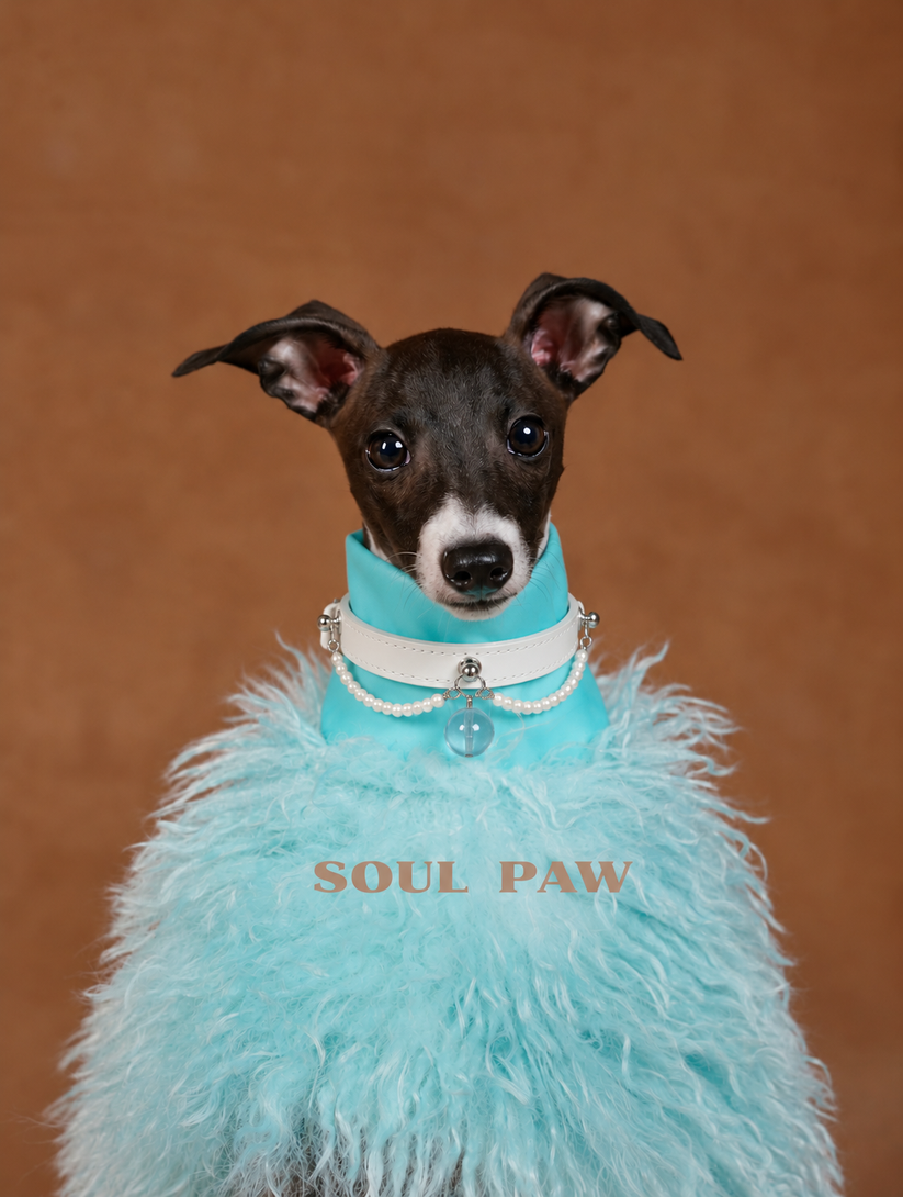 Aquamarine Pet Collar & Matching Bracelet – Azure Promise – 我的商店