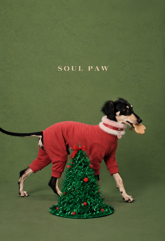 A Season of Love – Christmas Pet Collar & Matching Crystal Bracelet